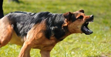 Відшкодування матеріальної шкоди внаслідок нападу собаки