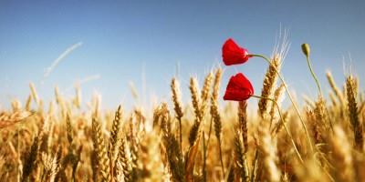 У грудні на Пустомитівщині продовжать безоплатні консультації громадян із земельних питань