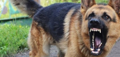 Відшкодування шкоди, завданої внаслідок нападу собаки