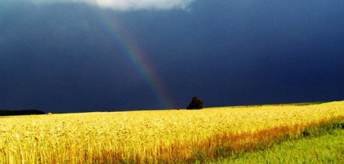 Договірне право. Розірвання договору оренди зімельної ділянки.