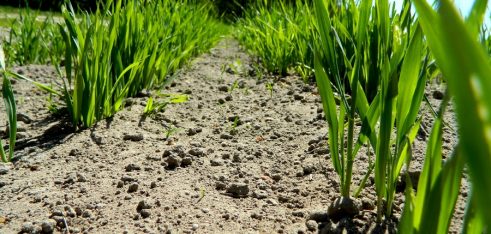 Як скасувати договір про оренду земельної ділянки у сільській місцевості