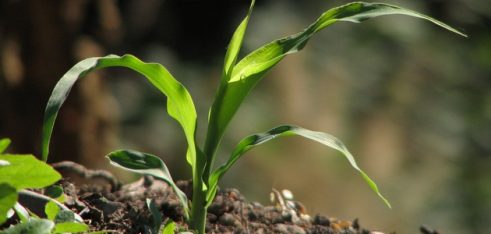 Одночасне існування державної реєстрації кількох прав оренди на одну і ту ж земельну ділянку суперечить вимогам Закону «Про державну реєстрацію речових прав на нерухоме майно та їх обтяжень» (ВСУ, справа № 825/1287/15-а, 15.11.16)