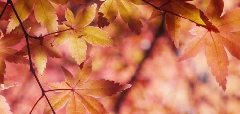 Спалювання листя несе шкоду для здоров’я та передбачає покарання штрафом