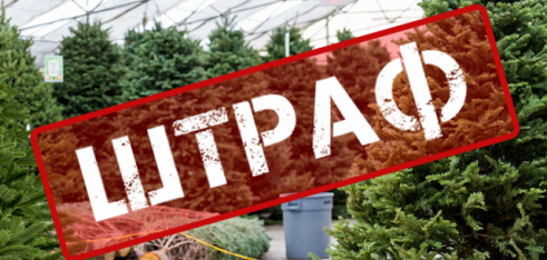 Відповідальність за незаконну вирубку хвойних дерев