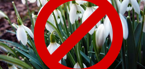 Відповідальність за знищення рослин, занесених до Червоної книги України